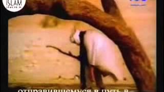 Хадисы Пророка Мухаммада (Мир Ему)