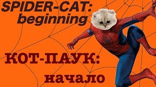 Funny Cats #18.Смешные Коты 2019, Кошки 2019. Spider-Cat. Кот-Паук. lol.
