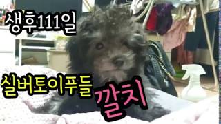강아지일상, 토이푸들, 실버토이푸들 깔치