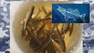 ловля и хранение живца (для жерлиц)