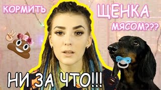 ЧЕМ ПРАВИЛЬНО КОРМИТЬ ЩЕНКА?