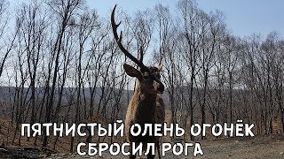 ПЯТНИСТЫЙ ОЛЕНЬ ОГОНЁК СБРОСИЛ РОГА