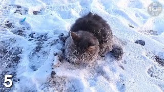Top 10 Animals Found Frozen In Ice