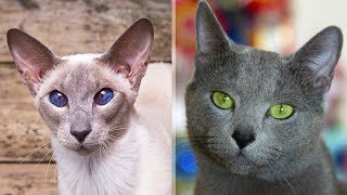 12 самых УМНЫХ ПОРОД КОШЕК в мире