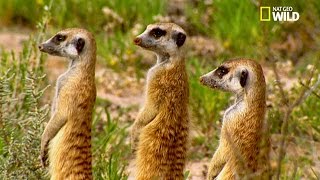 Affrontement entre gangs de suricates