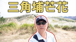 賞芒秘境 秋天必捕捉風景 新北樹林三角埔頂山芒花飛舞 山頂上的芒花金光閃閃 是秋季限定的芒花草原 | aga