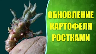 ? Как обновить картофель ростками? Проращивание картофеля перед посадкой.