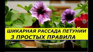 ШИКАРНОЕ ЦВЕТЕНИЕ  ПЕТУНИИ , ТРИ ПРОСТЫХ ПРАВИЛА .