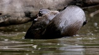 Giant otters of the Amazon - I Bought a Rainforest: Episode 2 Preview - BBC Two