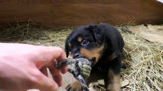 Самый сильный и мощный щенок Ротвейлера