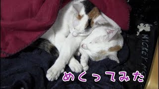 めくってみた　2019.3.8