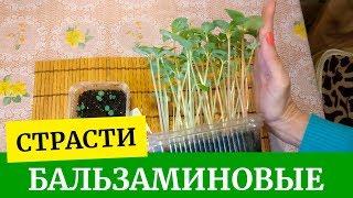 ?Страсти бальзаминовые. Выращиваем рассаду бальзамина. Бальзамин Том тамб, Сафари и Новогвинейский