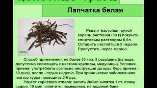 Лапчатка белая
