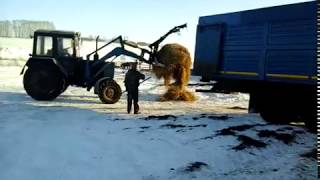 Погрузка КРС в скотовоз для перевозки скота! 89656176005