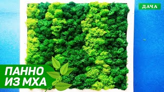 ПАННО ИЗ МХА СВОИМИ РУКАМИ!!!
