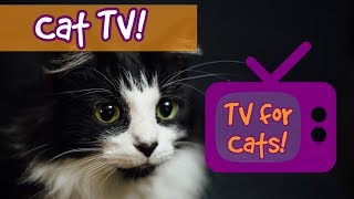 CAT TV! Movies for Cats to Watch, Videos for cats to watch, entertainment for cats to relax ?