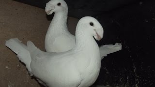 Наконец то Приобрел две пары элитных почтовых голубей, скоростных немцев!