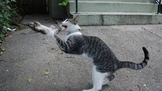 НАПАДЕНИЕ КРЫСЫ НА КОТА!