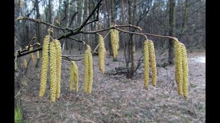 Пчеловодство.Чудеса природы. Как лещина распускает свои сережки в феврале. Ранние пыльценосы.