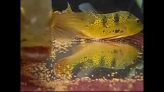Cichla spawning