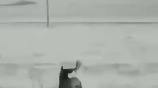 как олени сбрасывают рога