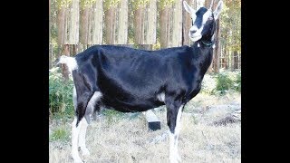 taddy goat farming in pakistan bakra mandi bakra for sale hai