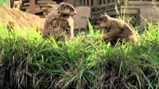 Geico Commercials Part1 - Cavemen, Woodchucks, Little Piggy and more!