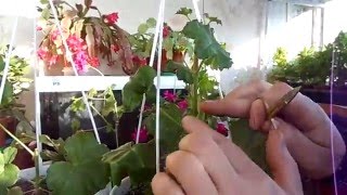 ПЕЛАРГОНИЯ АМПЕЛЬНАЯ. ВИДЕО УРОК - формировка в кашпо.