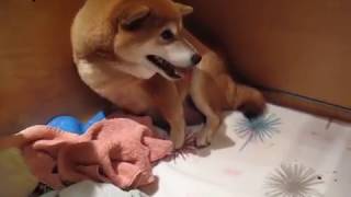 Shiba Inu giving birth (Part 1)