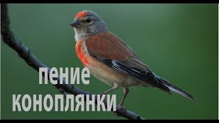 Пение коноплянки Carduelis cannabina