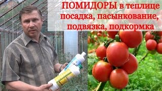 ТОМАТЫ: посадка, подвязка, пасынкование и формирование куста, подкормка