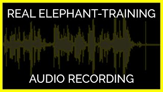 REAL Elephant-Training Audio Recording