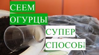 Посадка Огурцов. Эффективный Способ, Легкий Уход, Крепкая Рассада!