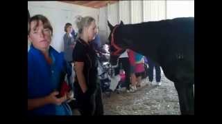 Rachel Harford - Equine Therapy and Thermal Imaging