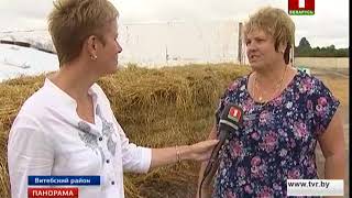 Параллельно с жатвой проходит заготовка кормов для крупного рогатого скота