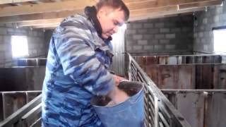 Бактерии для переработки свиного навоза  Свиньи на опилках  Опилочная подстилка