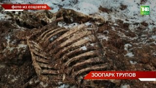 Жители совхоза «Татарстан» Тукаевского района натолкнулись на зловонные трупы животных и мусора