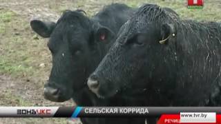На доярку напал бык