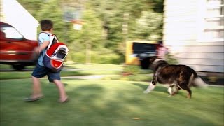 Channel Your Dog's Natural Insticts to Herd Kids into a Car
