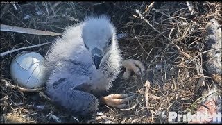 SWFL Eagles ~ My What Cute CLOWN Feet You have E14!! Plus Tiny Wings! 1.1.20