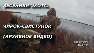 весенняя охота.  Чирок-свистунок (архивное видео)