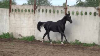 LLC "Akhalteke"Продажа ахалтекинских лошадей.Sales of Akhal-Teke horses http://akhaltekellc.com
