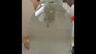 алматинский рецепт технопланктона! big head carp technoplants recipe