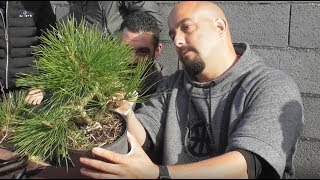 Taller bonsai 29 de diciembre