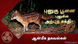 புனுகு பூனையிலிருந்து எடுக்கப்படும் புனுகின் அற்புத சக்தி! | ஆன்மீக தகவல்கள் | Anmeega Thagaval