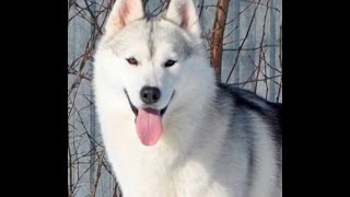 Хаски Онлайн (Альва и её семь щенков). Husky online