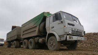 Збір цукрового буряка 2016 | Вывоз сахарной свеклы 2016 |Sugar beet trucks collection