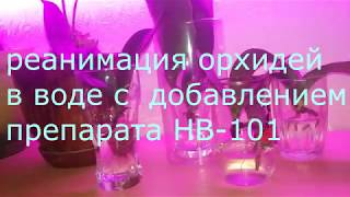 реанимация орхидей в воде с добавлением препарата HB 101