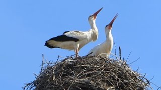 Storks Mating ritual. Аисты. Брачные игры