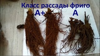 Клубника Фриго. первая партия. Как перенесла  доставку. Класс рассады фриго, сорта земляники фриго.